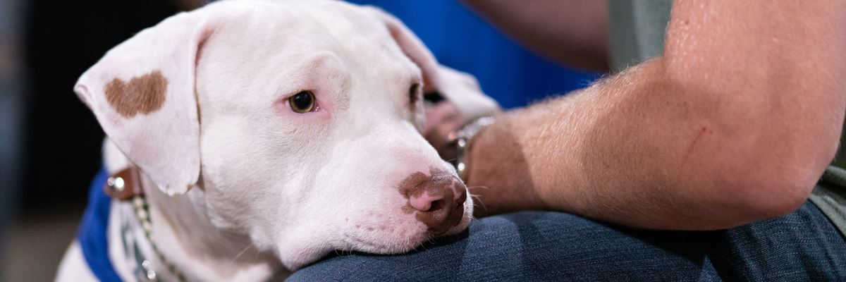 White dog with head in lap