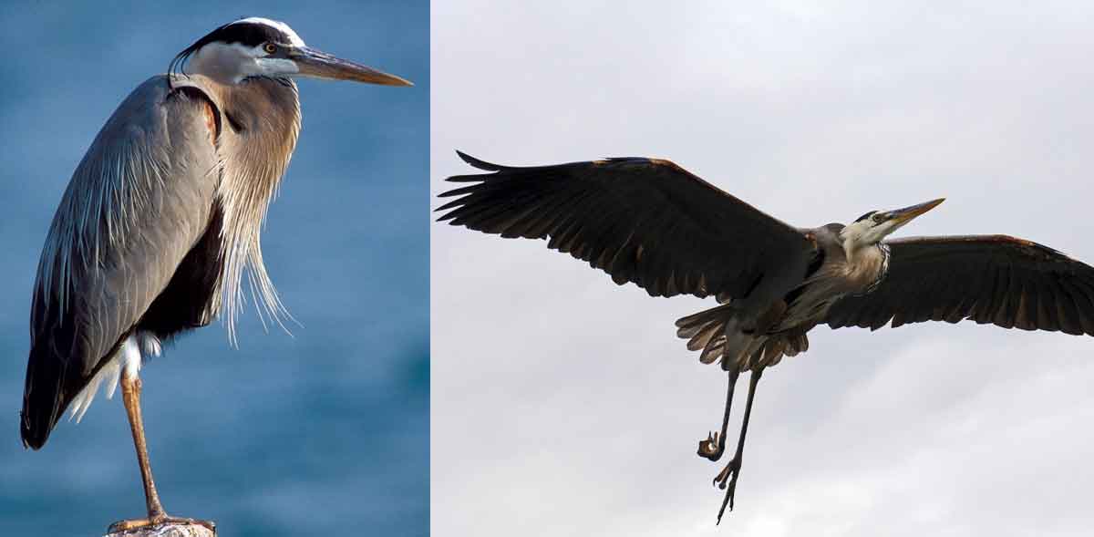 great-blue-heron