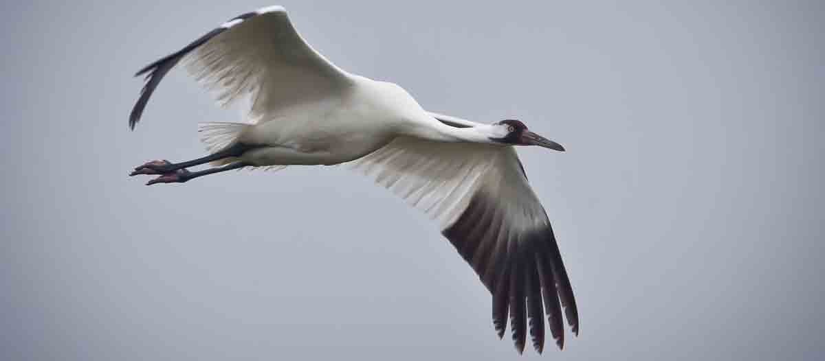 whooping-crane-in-flight