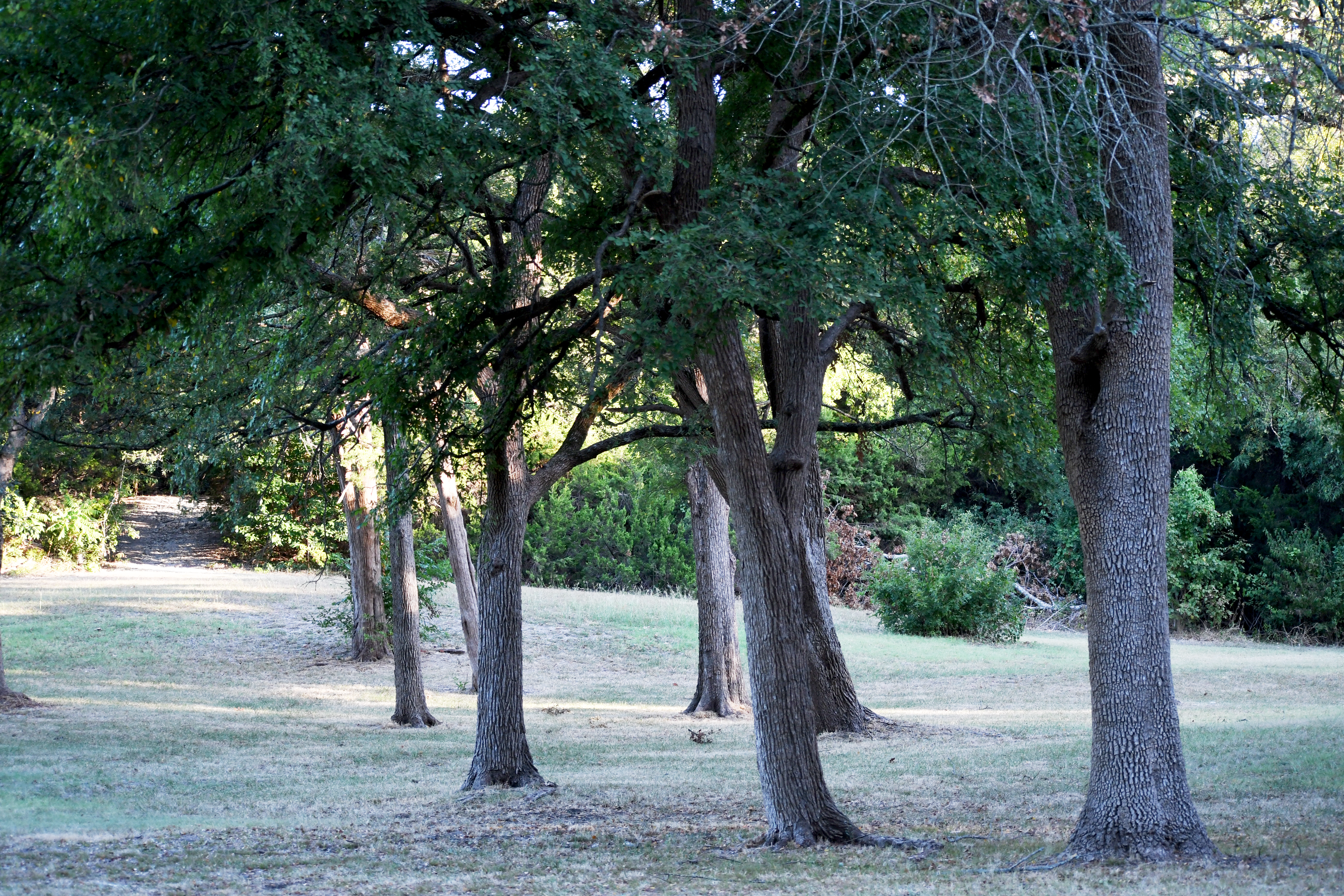 Lorch Park - Trees 2 (1)