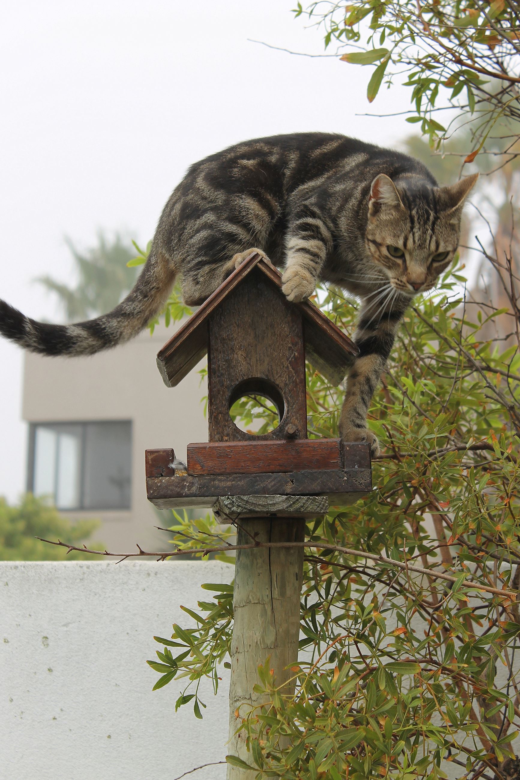 Ian Barbour, Flickr, Cat on bird feeder
